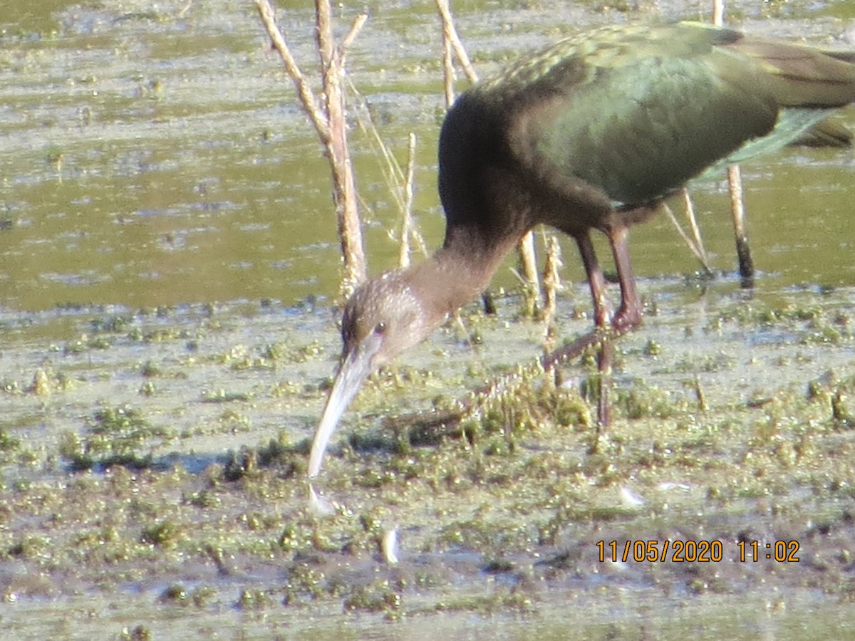 White-faced Ibis - ML288122431