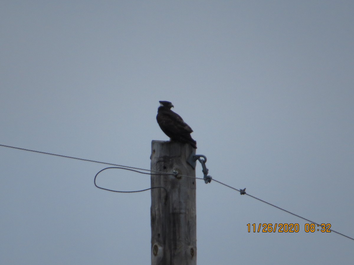 Red-tailed Hawk (Harlan's) - ML288123241