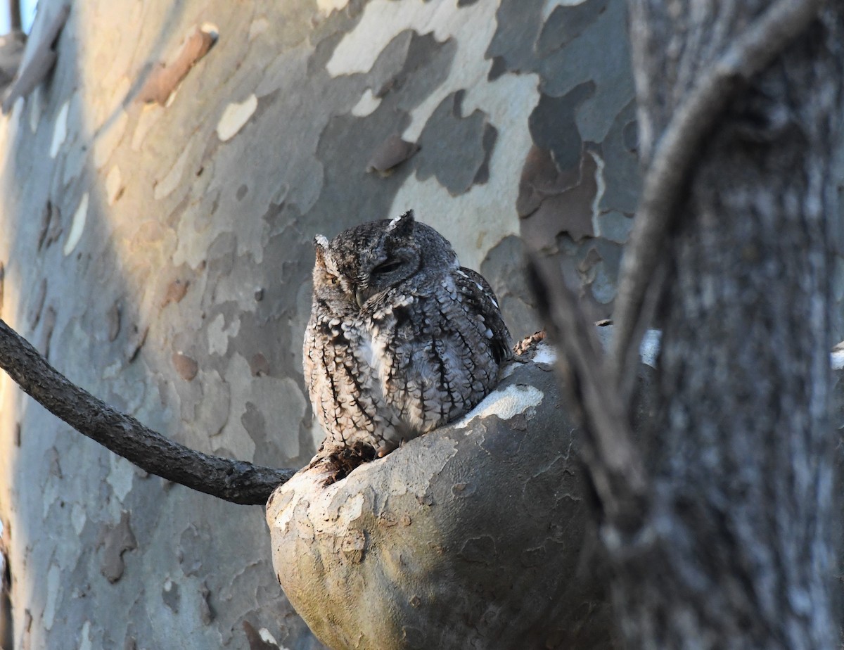 Eastern Screech-Owl (Northern) - Joe Girgente