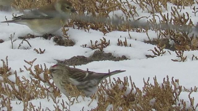 Redpoll (Common) - ML288123351