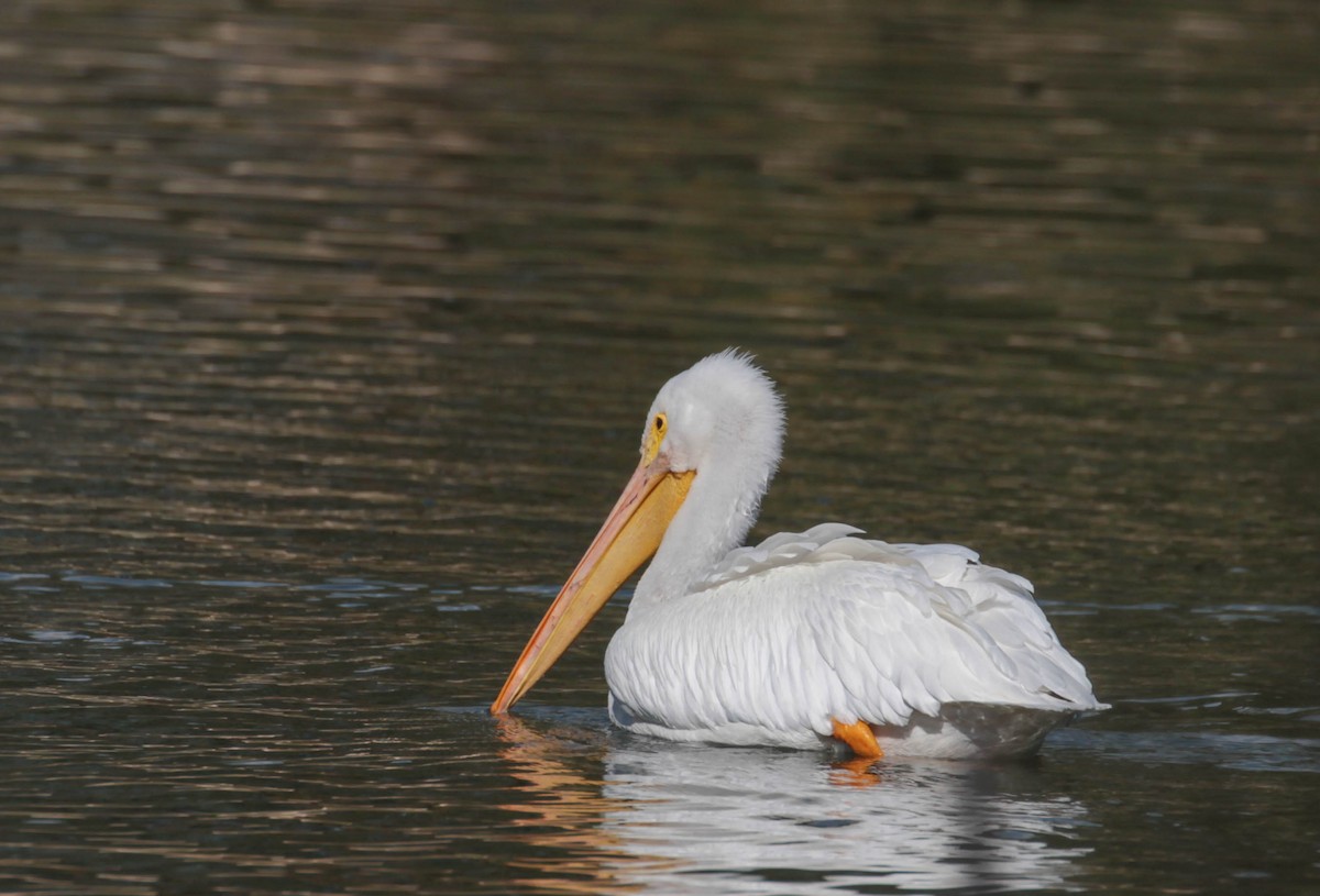 American White Pelican - ML288124641