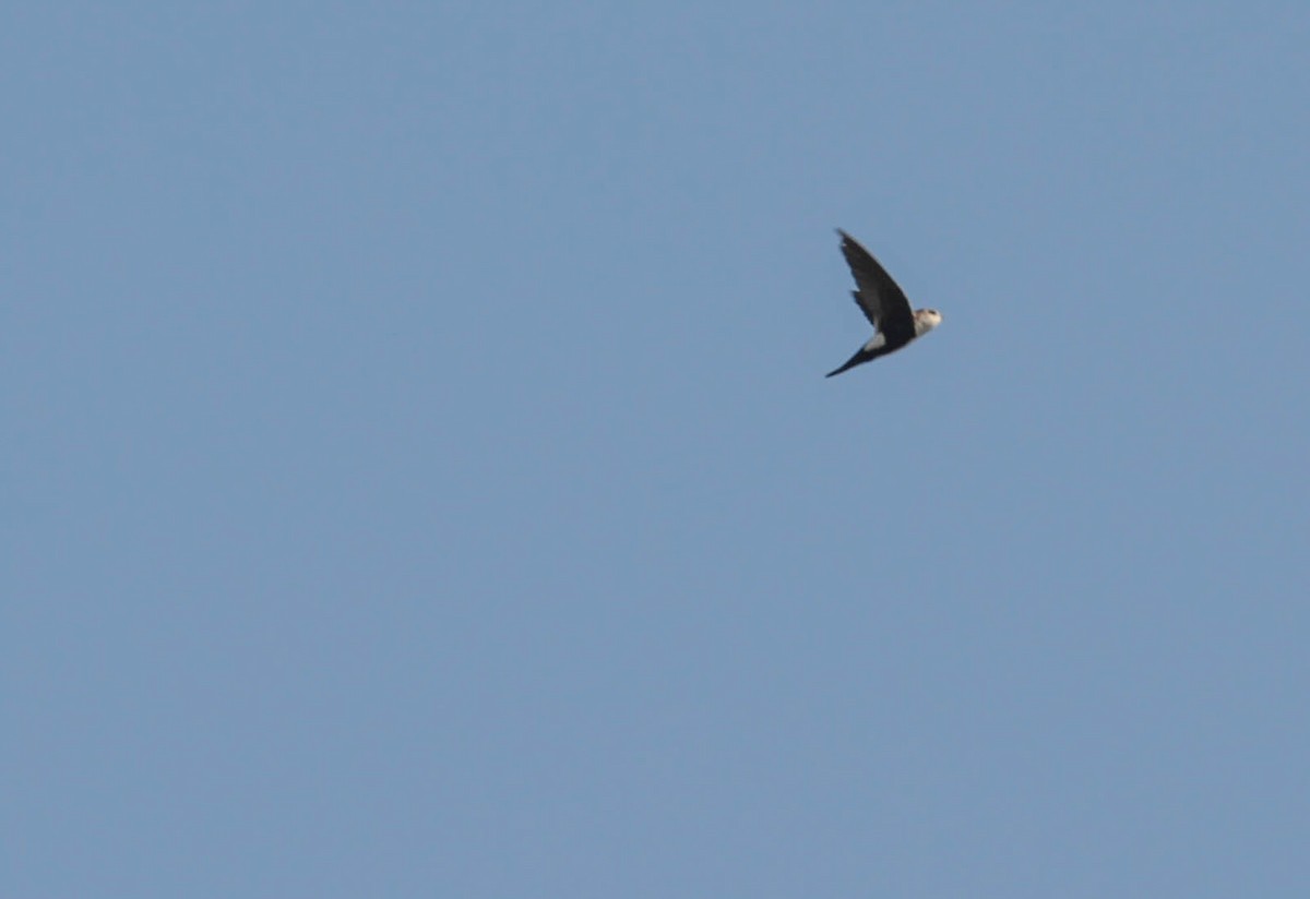 White-throated Swift - ML288125301