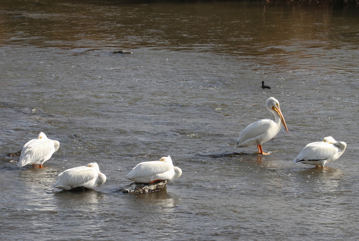 American White Pelican - ML288125351