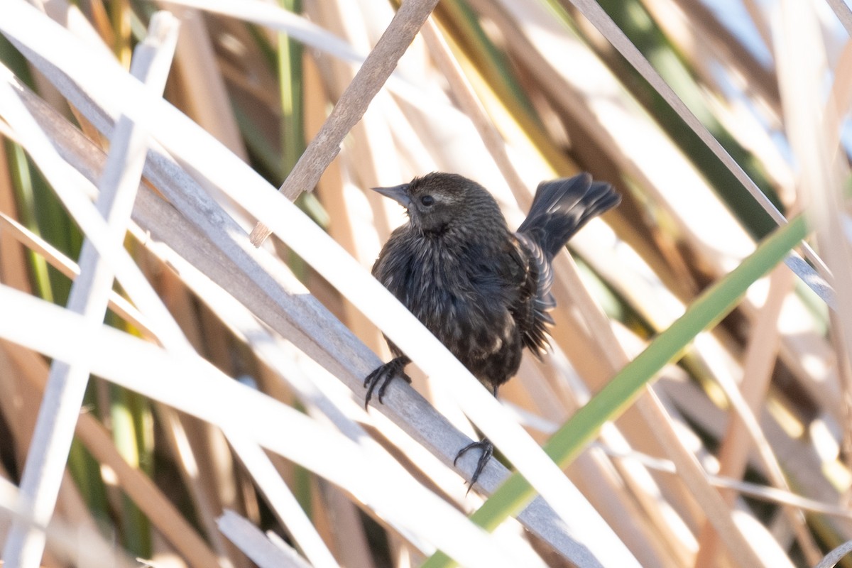 Red-winged Blackbird - Isabelle Reddy