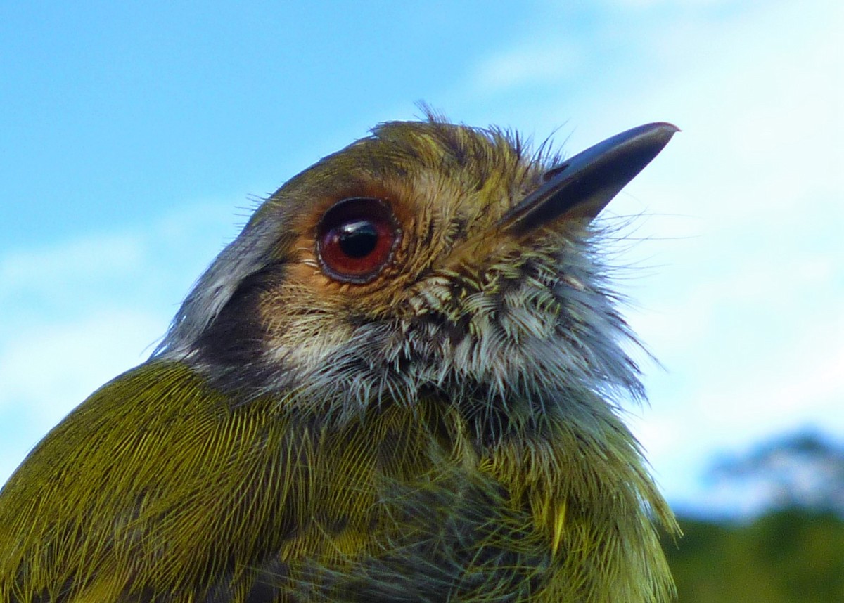 Eared Pygmy-Tyrant - Carlos Otávio Gussoni