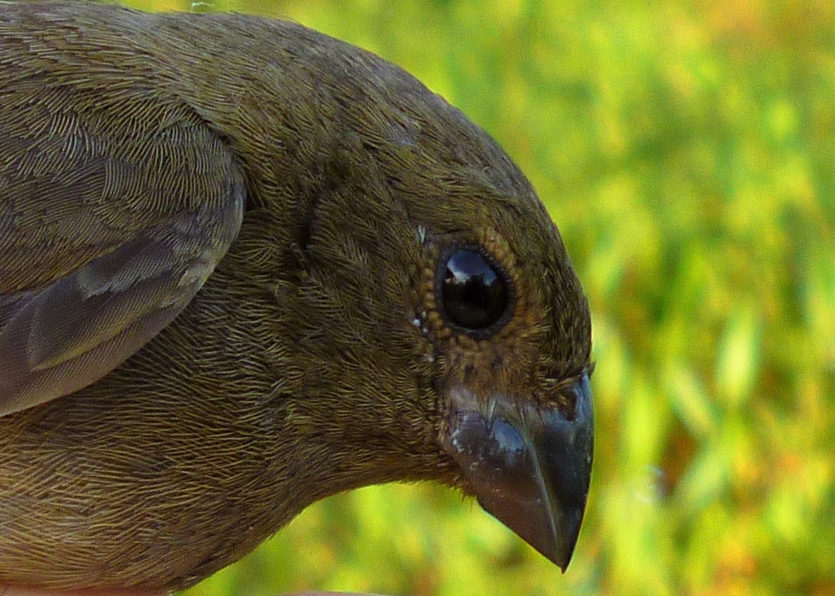 Sooty Grassquit - Carlos Otávio Gussoni