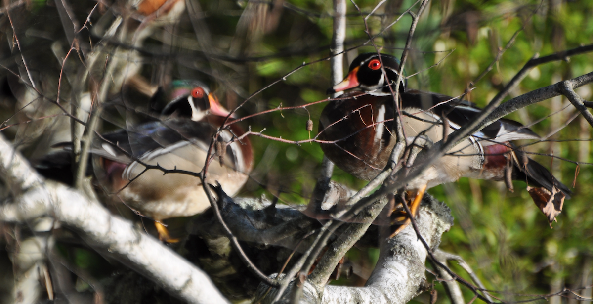 Wood Duck - ML28812991
