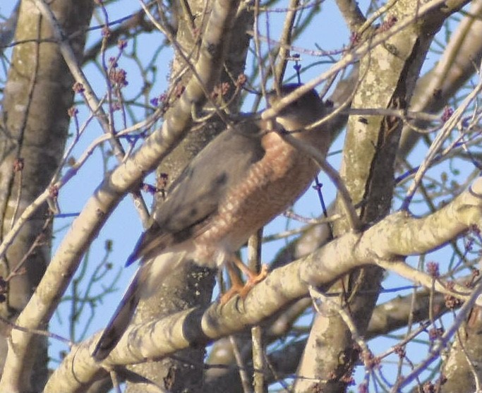 Cooper's Hawk - ML288130381