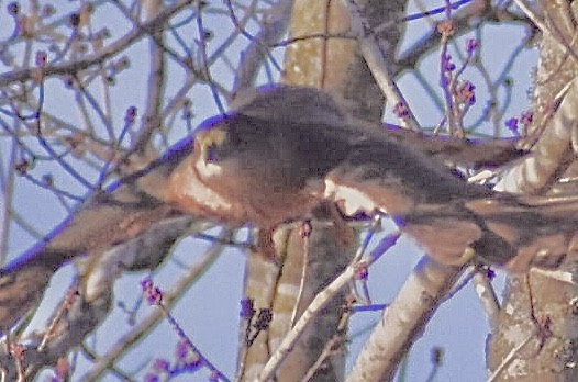 Cooper's Hawk - ML288130421