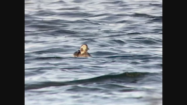 Long-tailed Duck - ML288130591