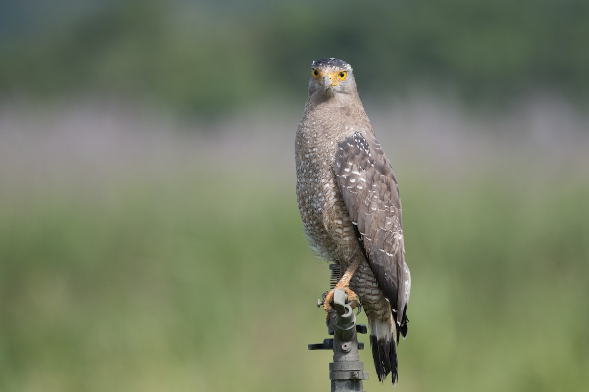 Crested Serpent-Eagle (Ryukyu) - ML288136021