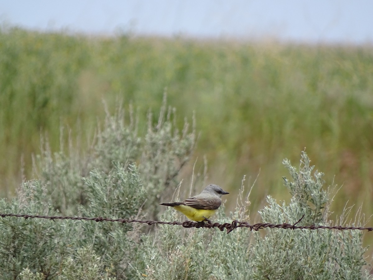 Western Kingbird - john bishop