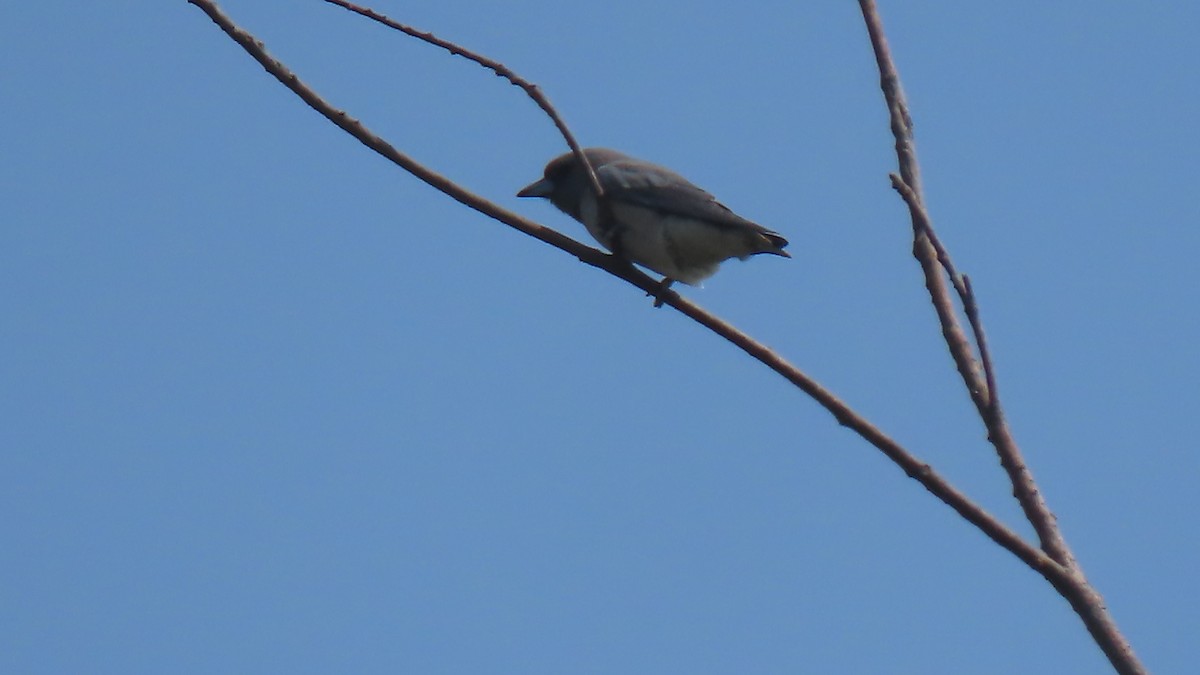 Ashy Woodswallow - Bhaskarjyoti Banerjee