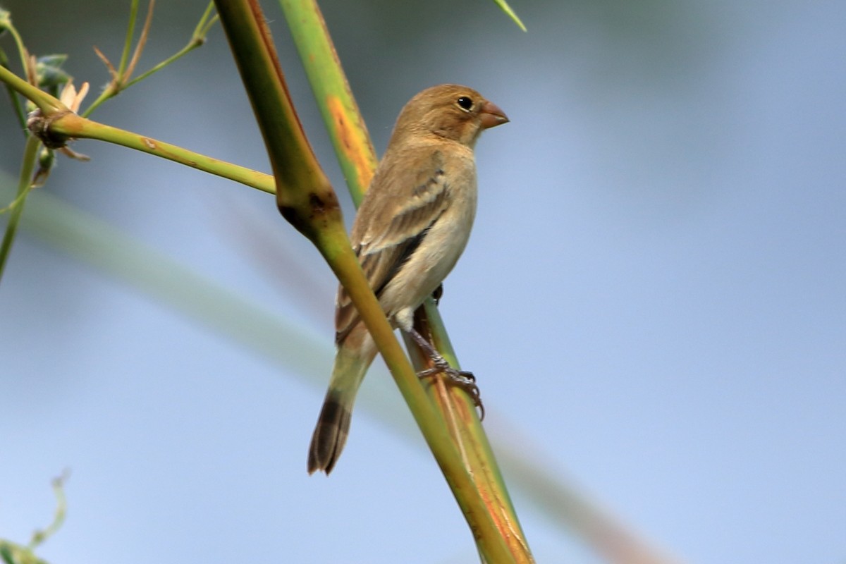 Morelet's Seedeater - ML288140401