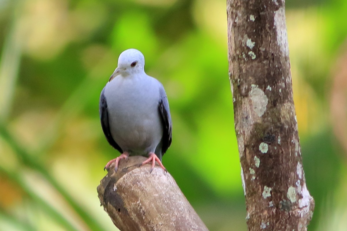 Blue Ground Dove - ML288140671