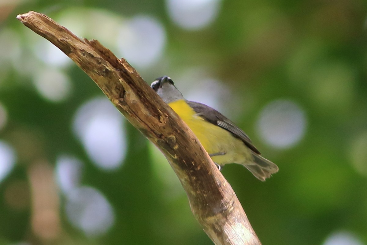 Bananaquit - ML288141091