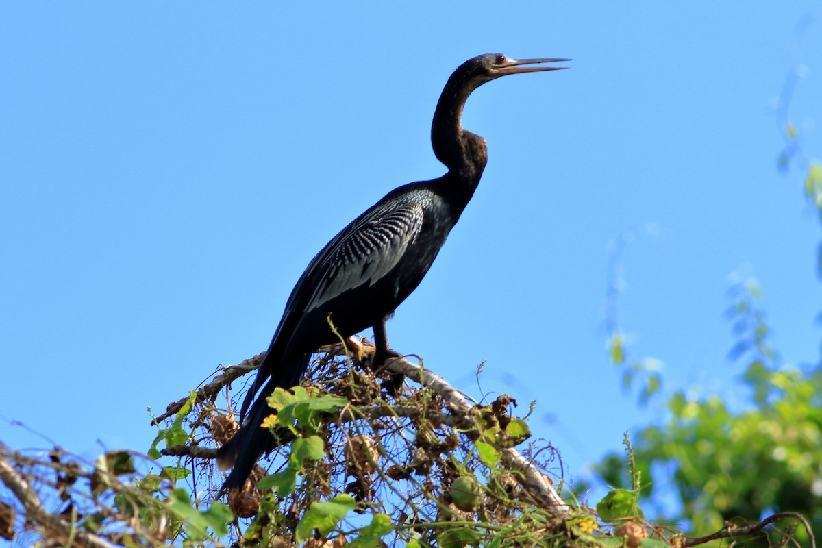 Anhinga d'Amérique - ML288141231