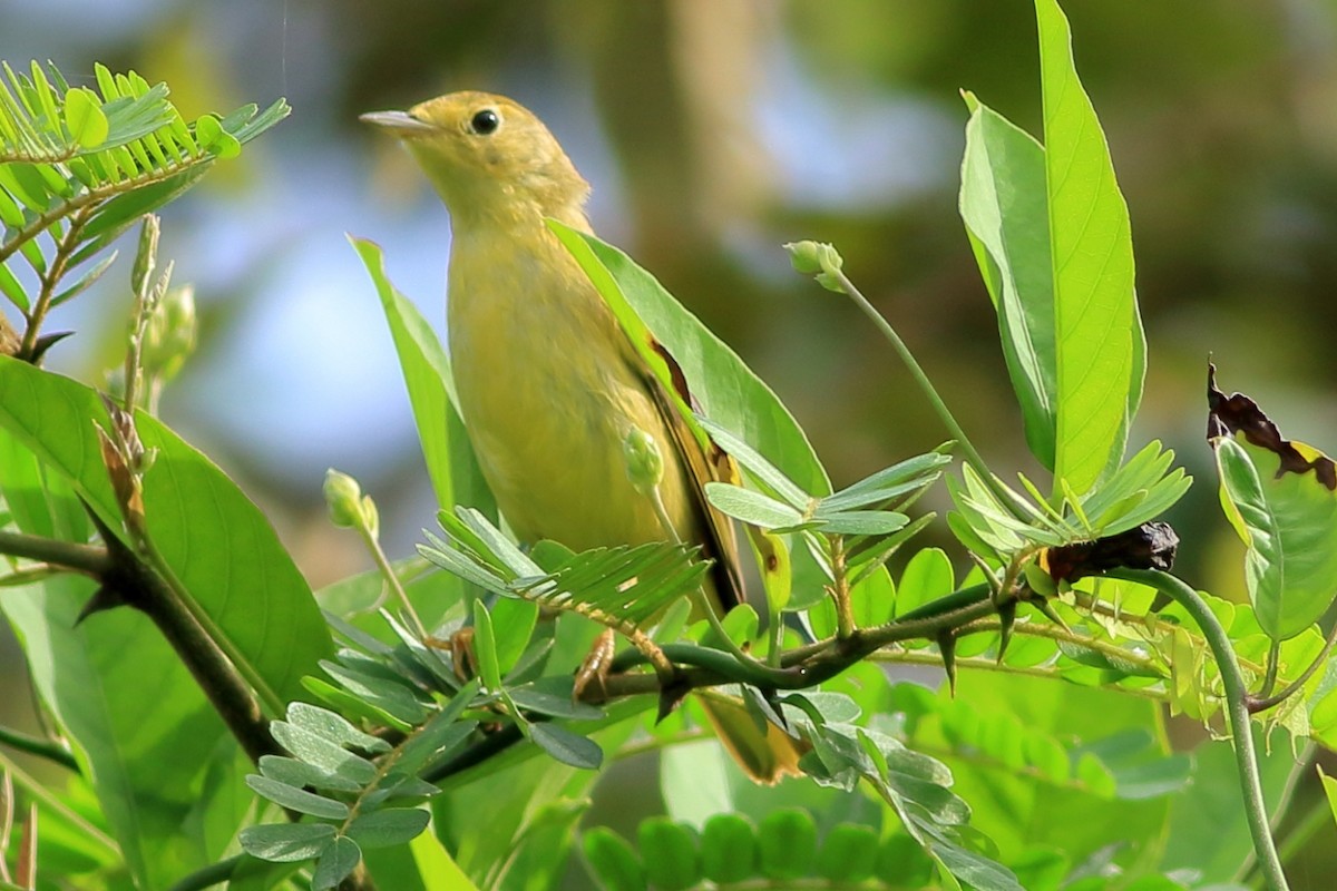 Paruline jaune - ML288141441