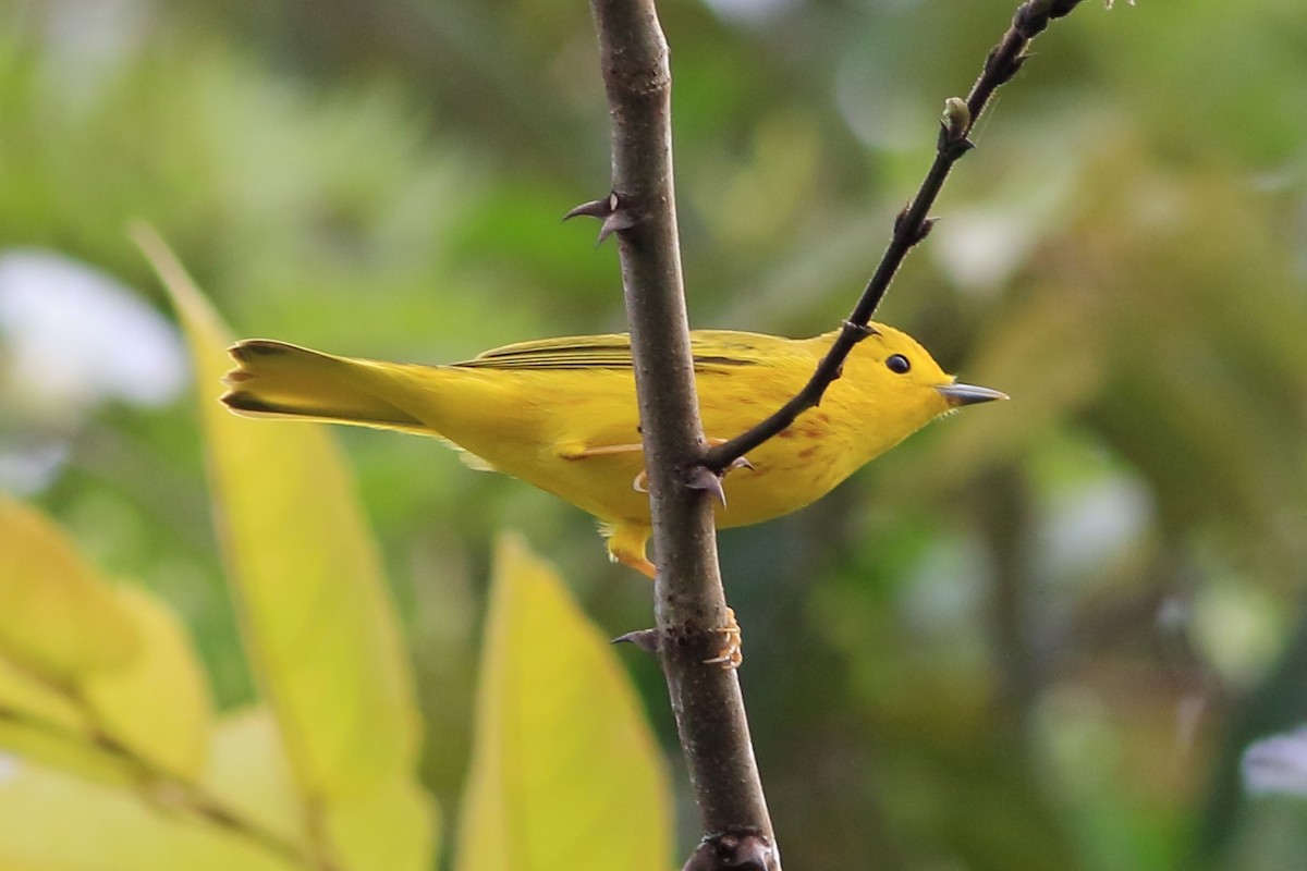 Paruline jaune - ML288141451