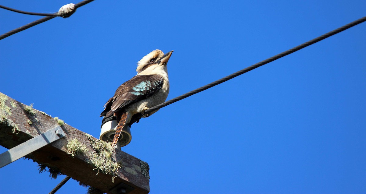 Laughing Kookaburra - ML288142031