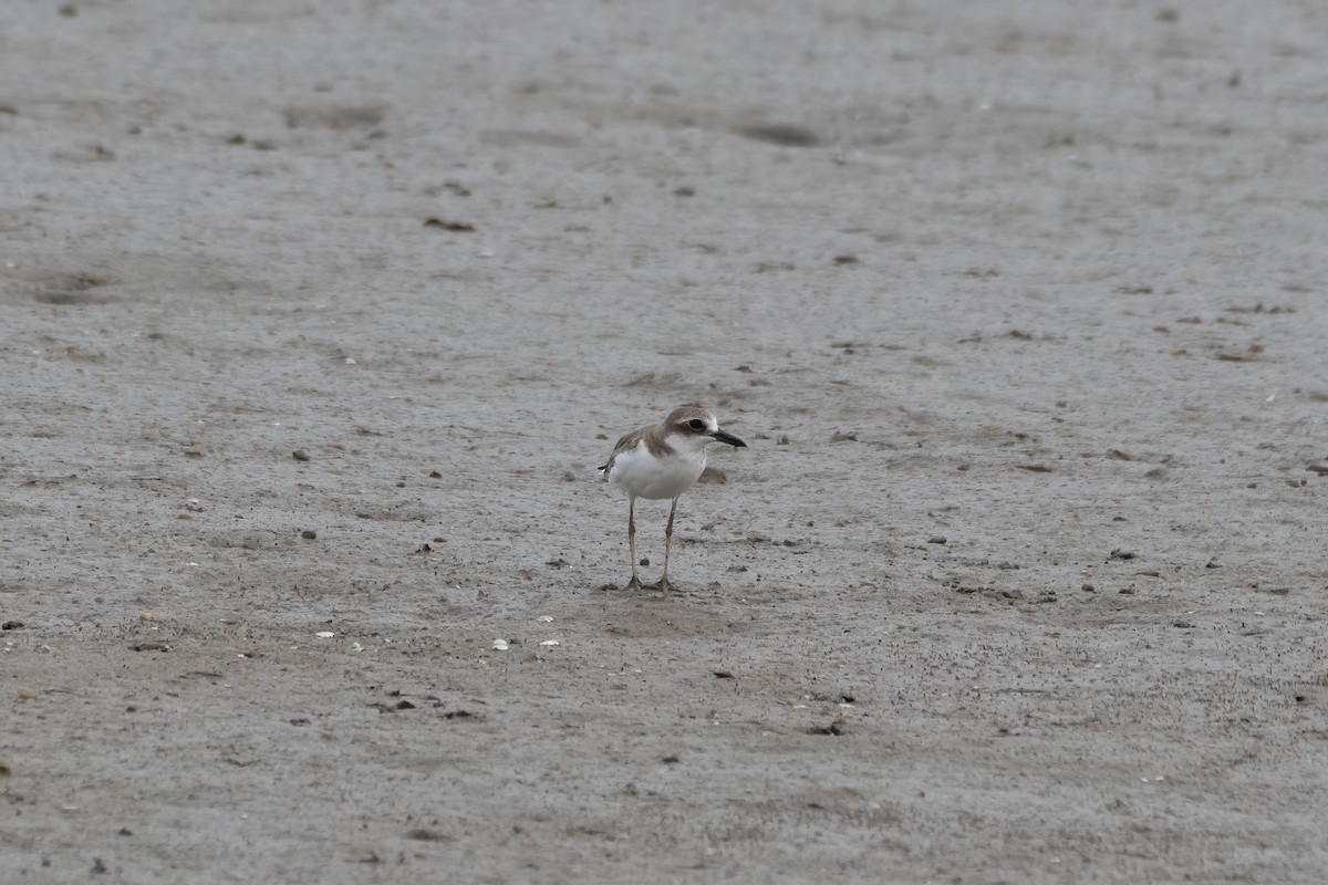 Greater Sand-Plover - ML288143781