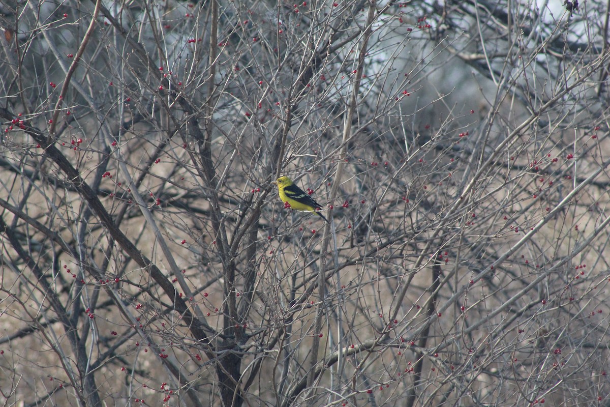 Western Tanager - ML288143831