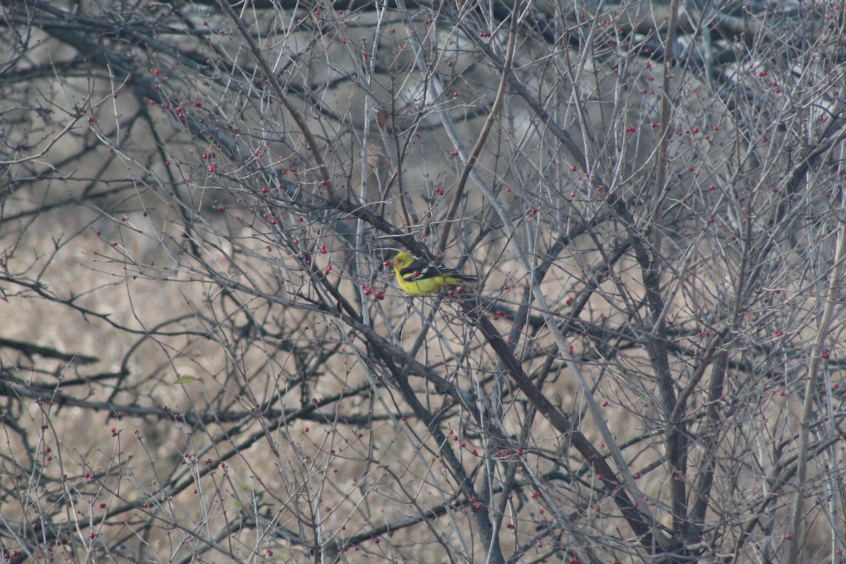 Western Tanager - ML288143891
