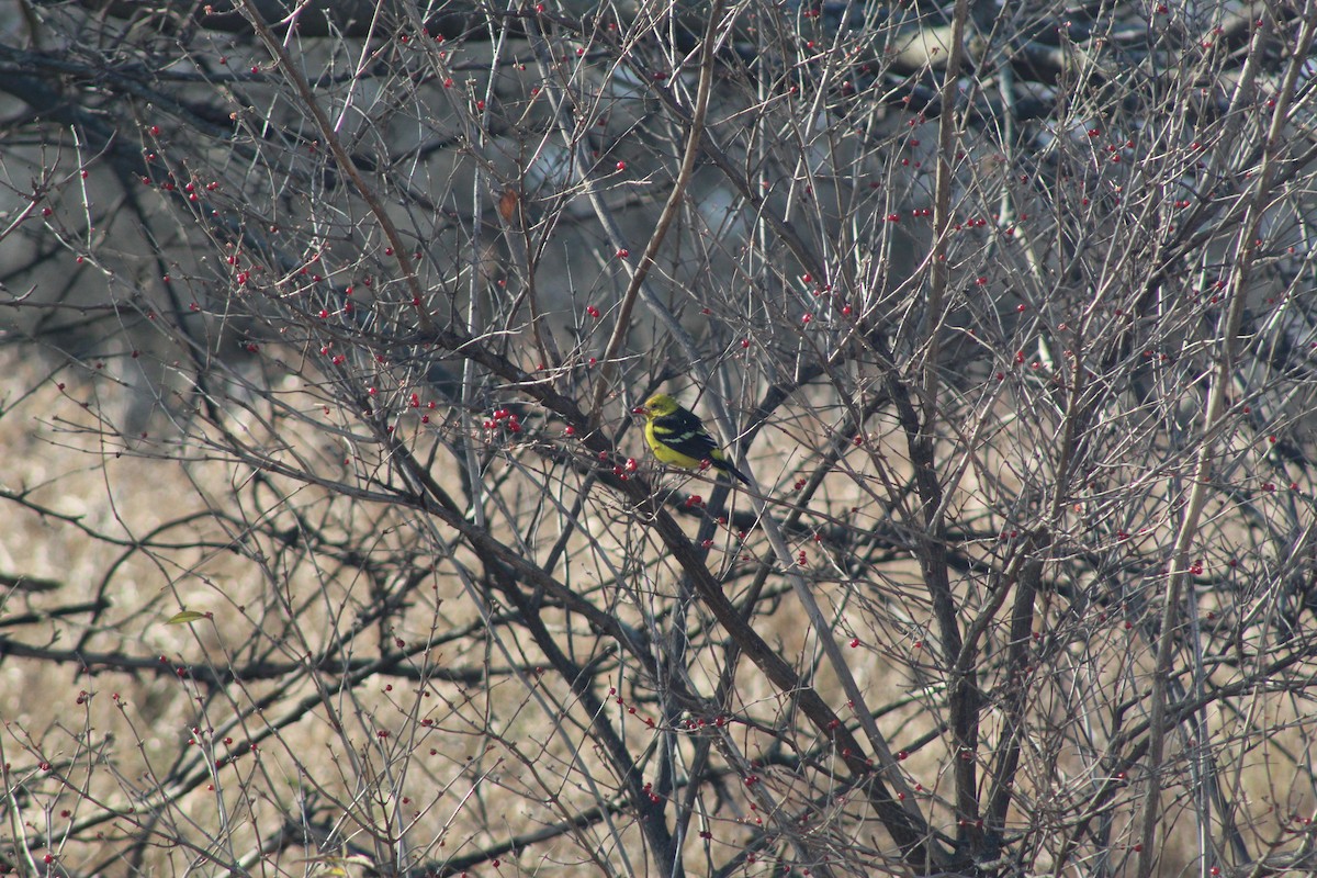 Western Tanager - ML288143961