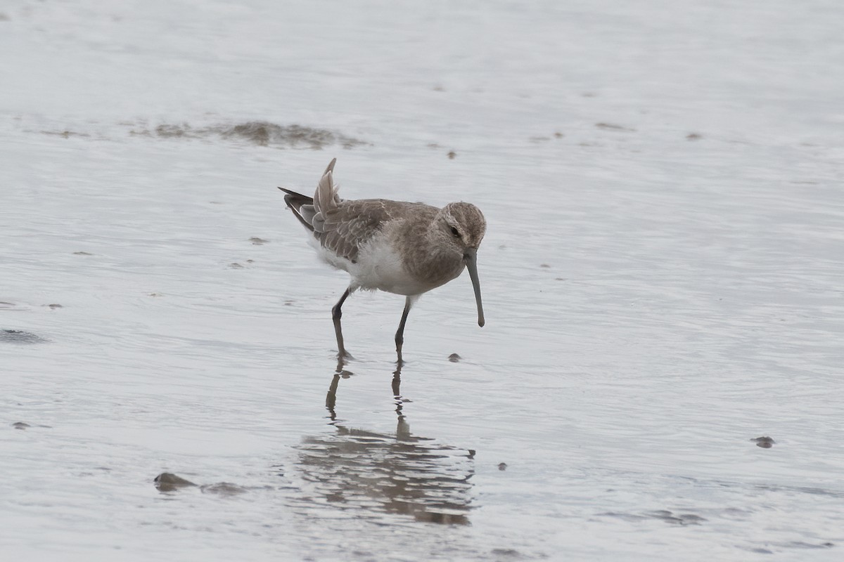Curlew Sandpiper - ML288144001