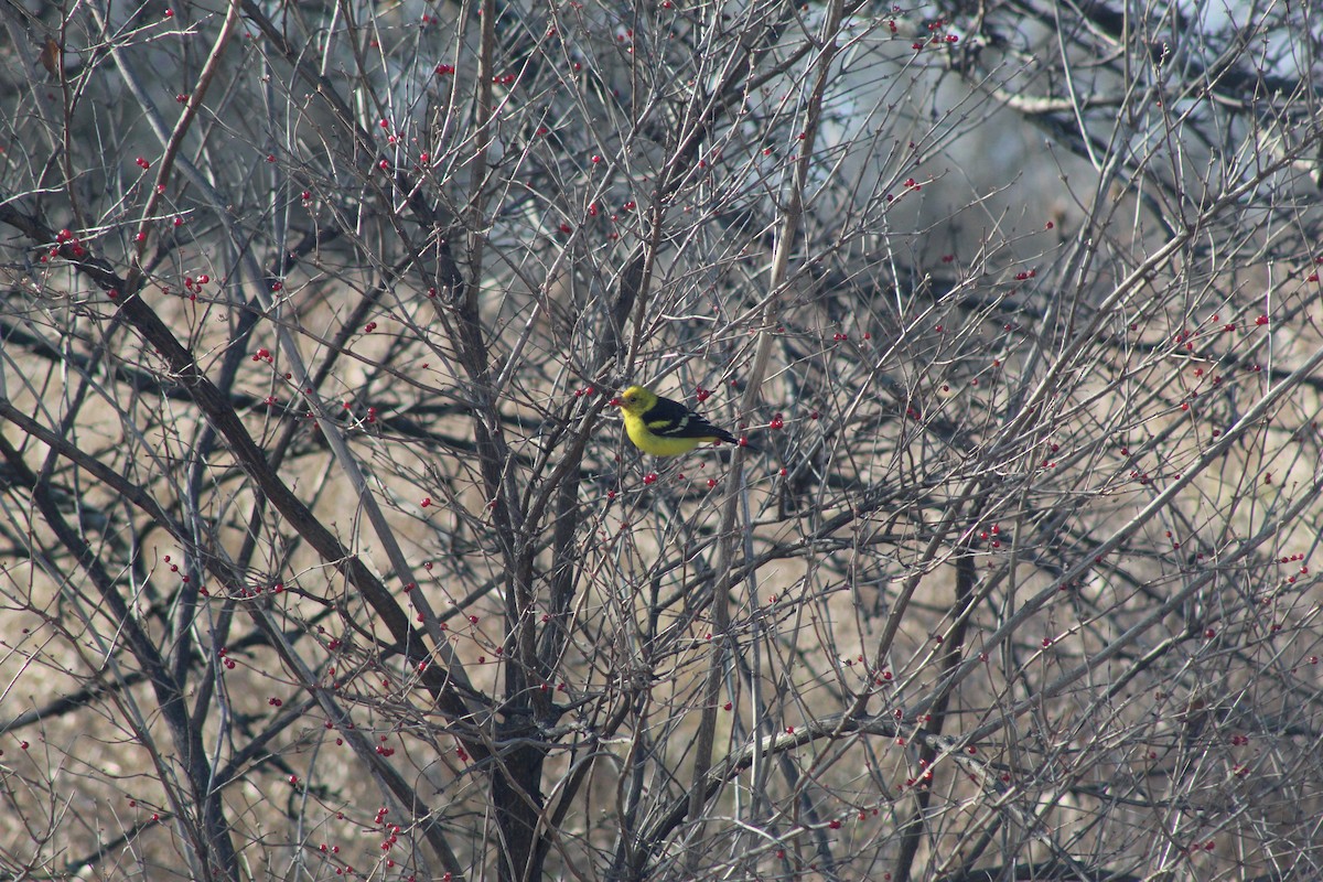 Western Tanager - ML288144071