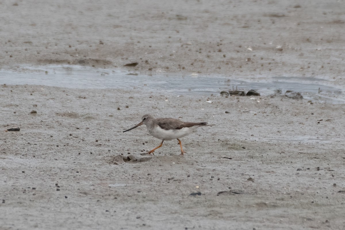 Terek Sandpiper - ML288144091