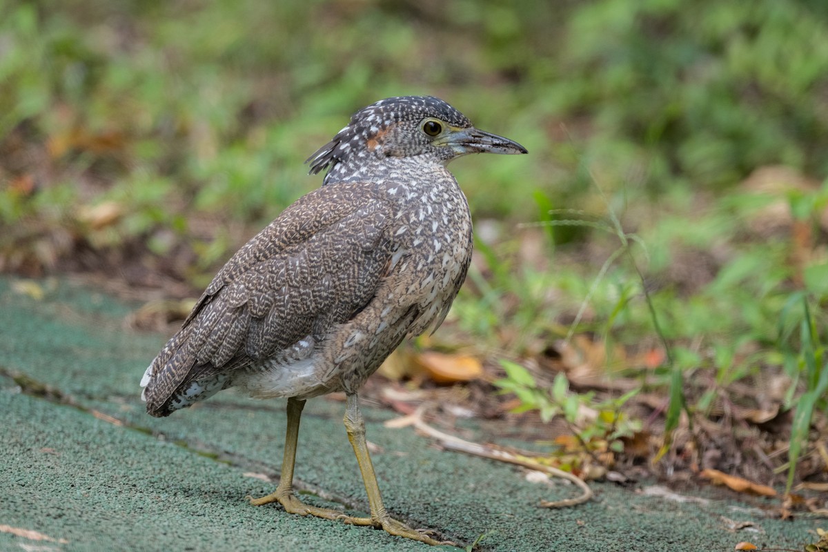 Malayan Night Heron - Yann Muzika