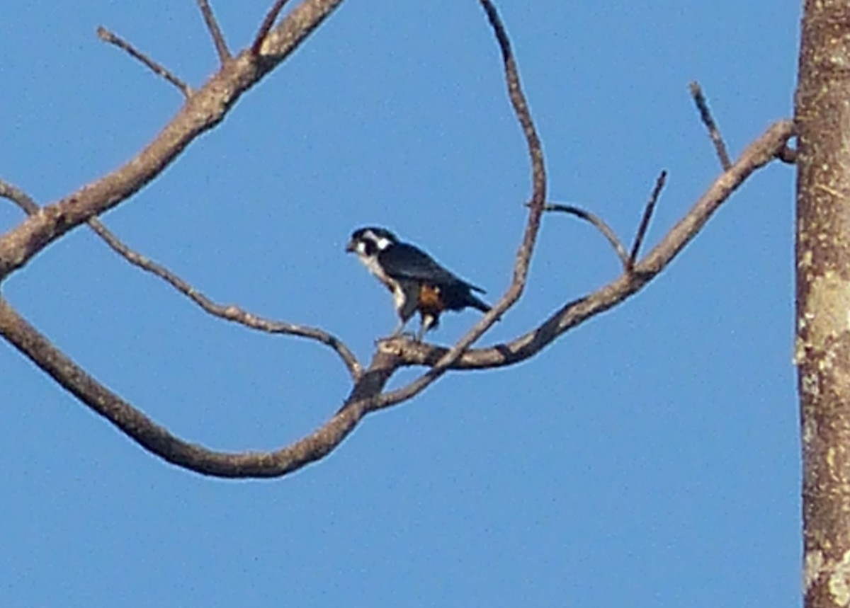 Black-thighed Falconet - ML288144791