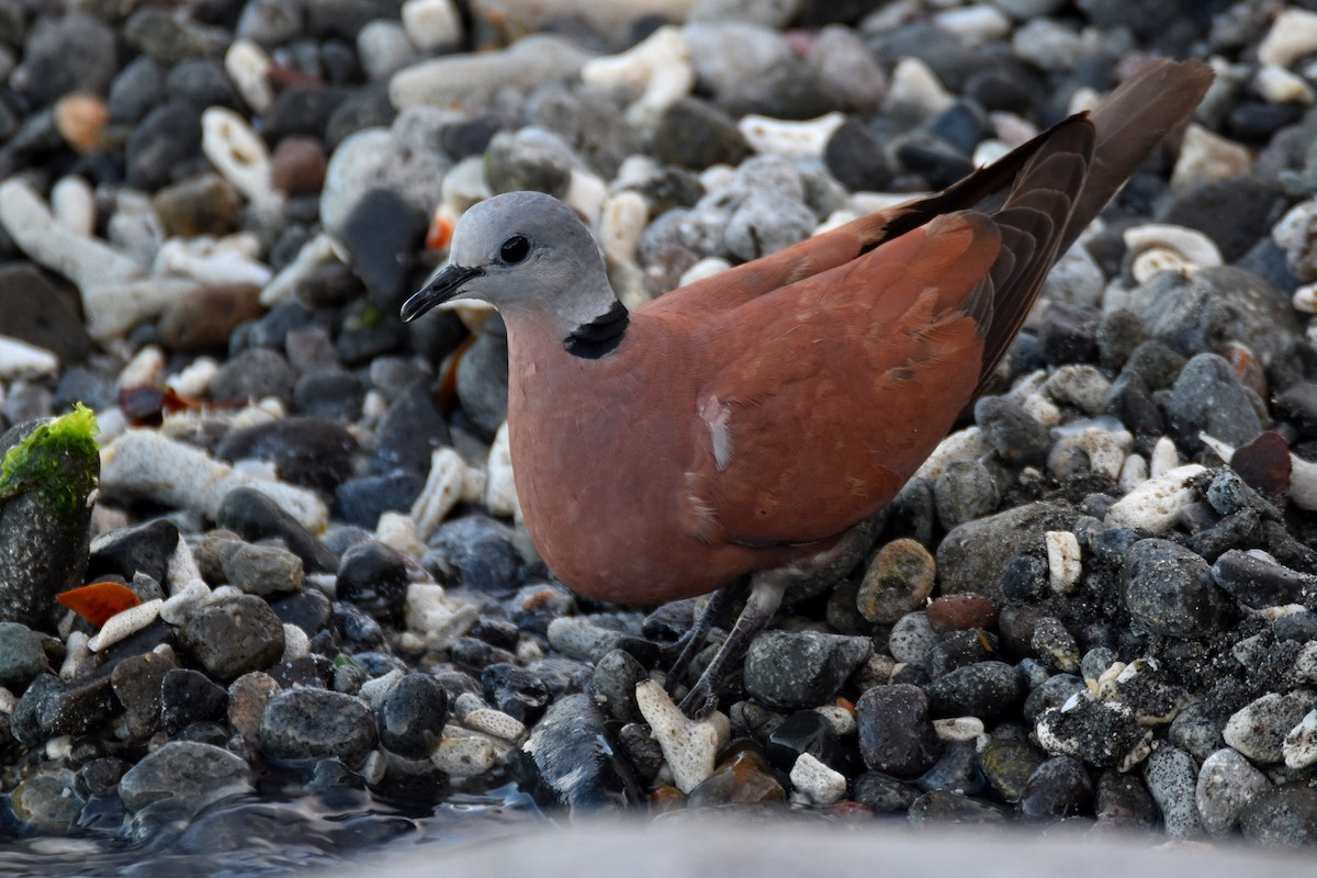 Red Collared-Dove - ML288146481