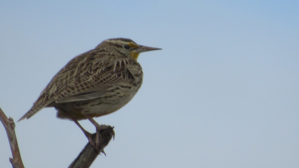 Western Meadowlark - ML288146791