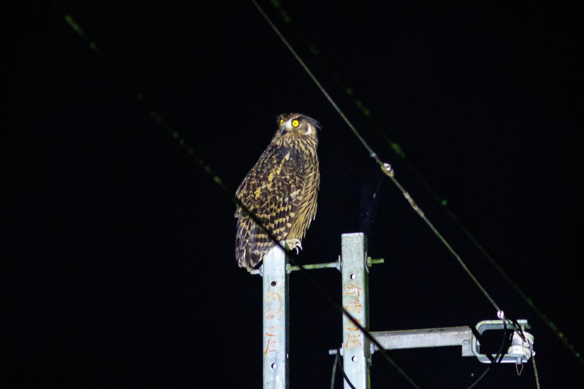 Tawny Fish-Owl - ML288147701