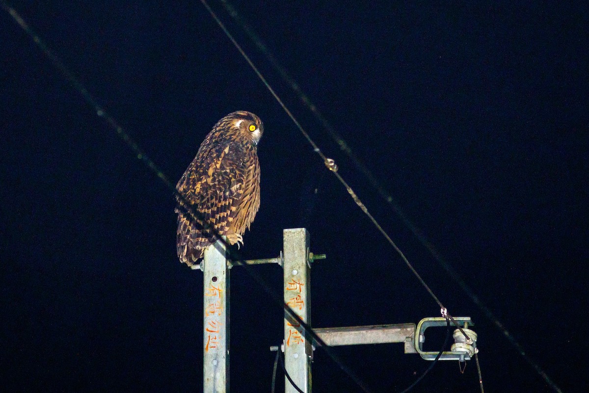 Tawny Fish-Owl - Tsai-Yu Wu