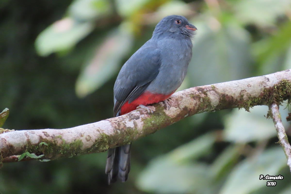 Slaty-tailed Trogon - ML288147951