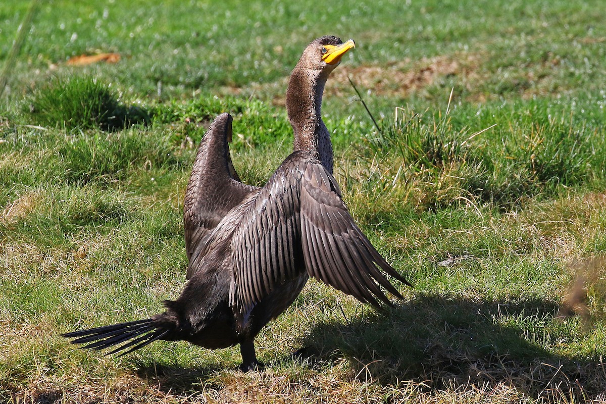 Cormoran à aigrettes - ML288148021