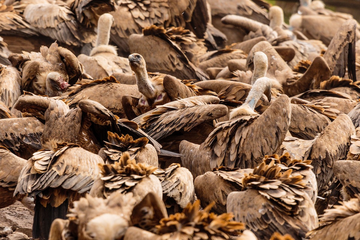 Eurasian Griffon - Bob Bowhay