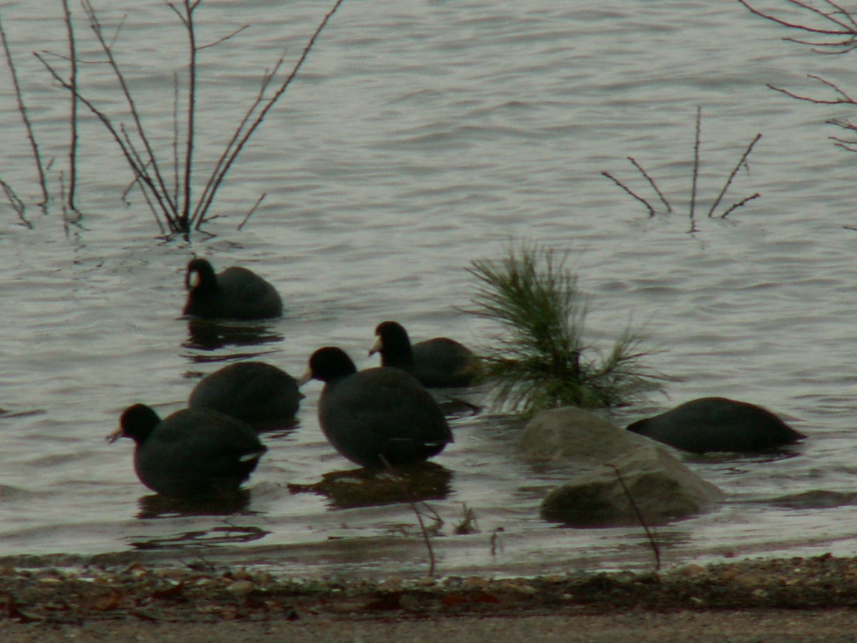 American Coot - ML288150071