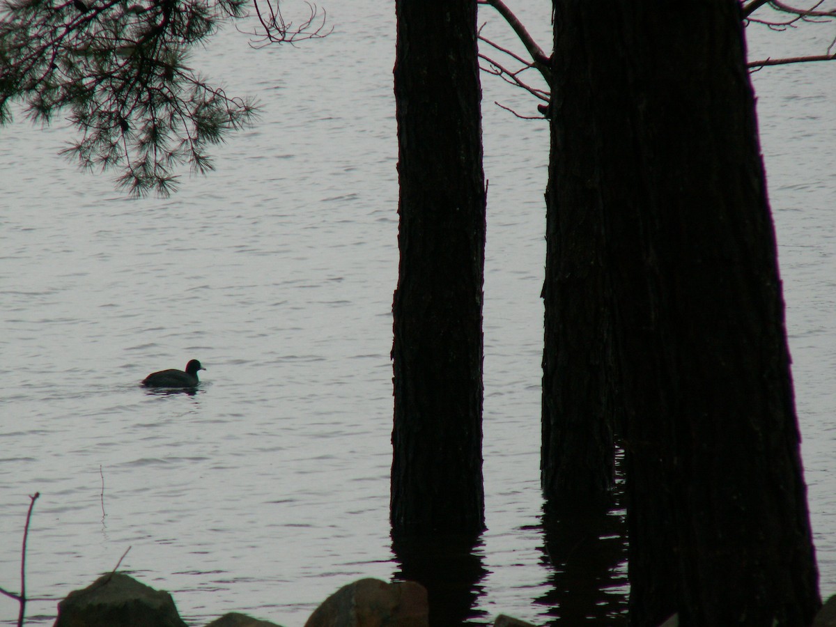 American Coot - ML288150091