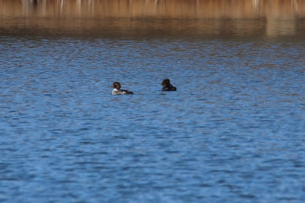 Common Goldeneye - ML288150851