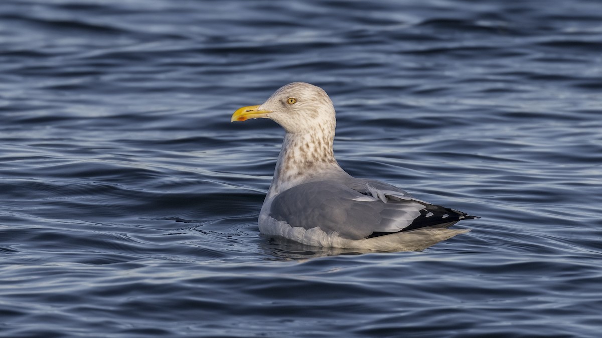 Goéland argenté - ML288151651