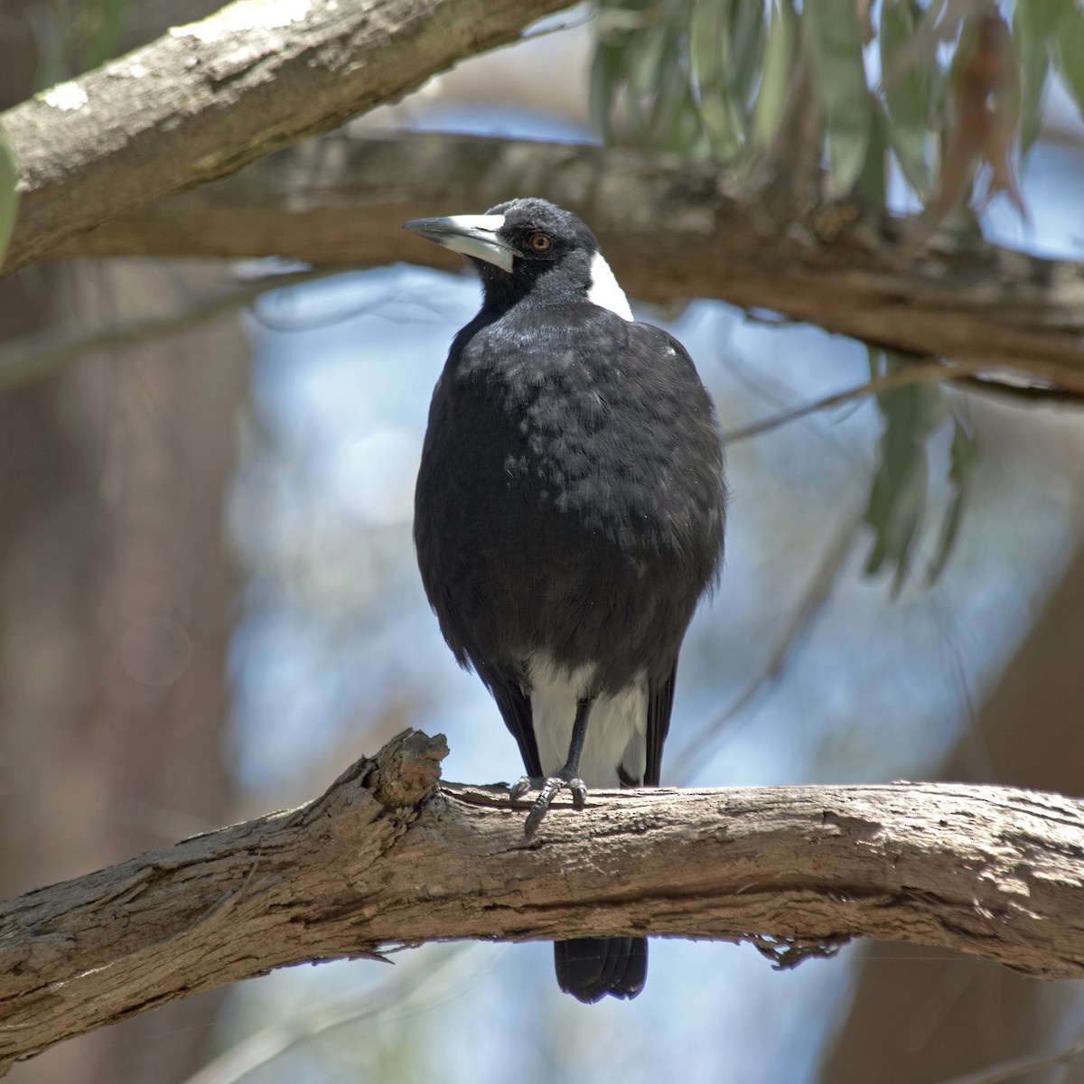 Australian Magpie (White-backed) - ML288153191