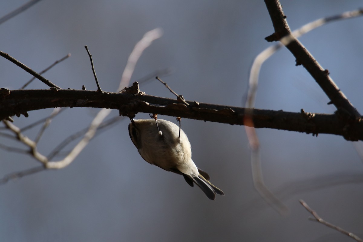 Golden-crowned Kinglet - ML288153721