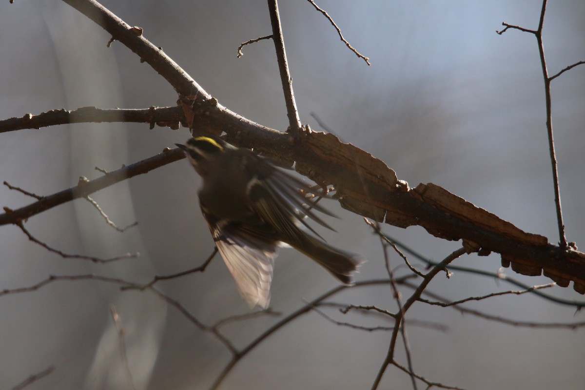 Golden-crowned Kinglet - Debbie Koenigs