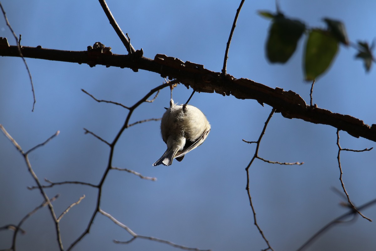 Golden-crowned Kinglet - ML288154311