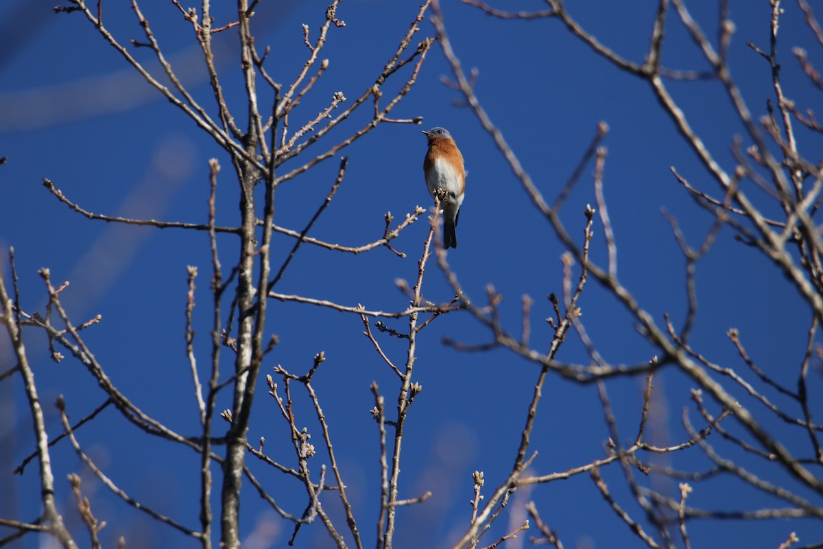 Eastern Bluebird - Debbie Koenigs