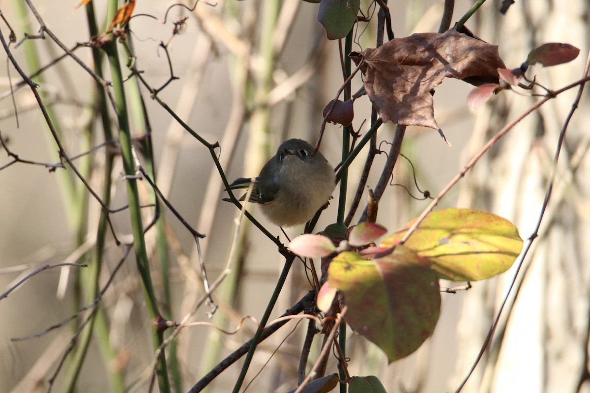 Ruby-crowned Kinglet - Debbie Koenigs